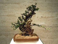 01 Bonsai